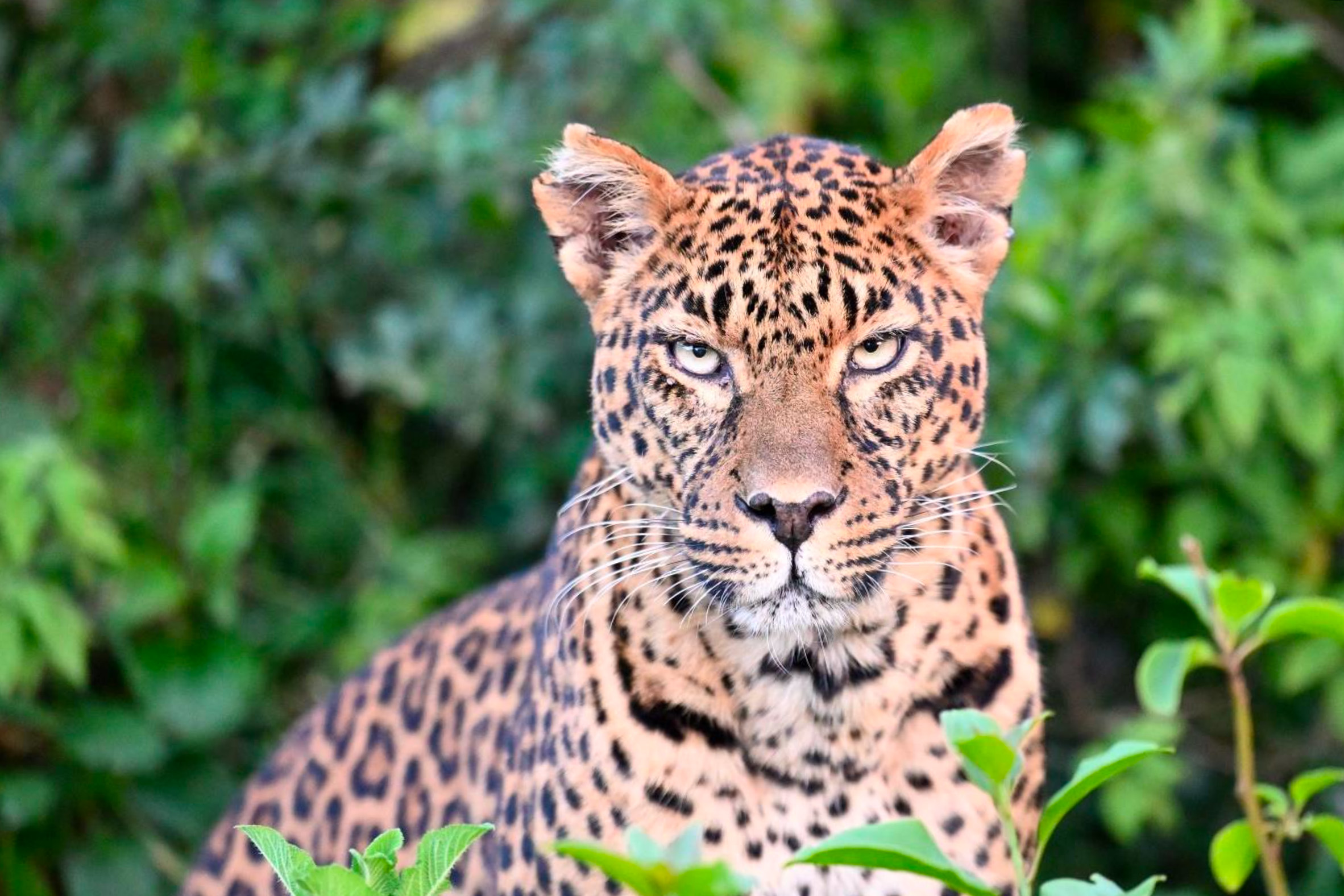 leopard