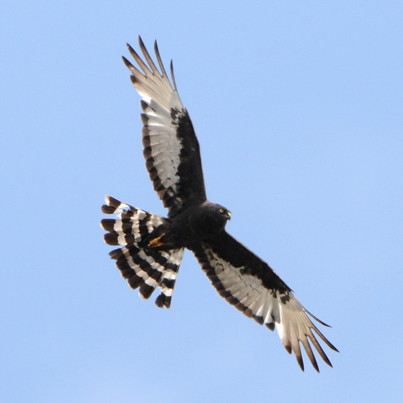 Black Harrier (Circus maurus), adult.