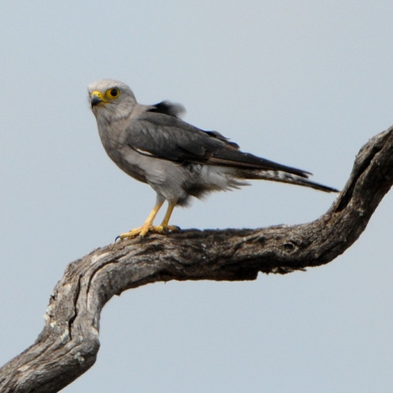 Dickinson's Kestrel (Falcon dickinsoni), adult.