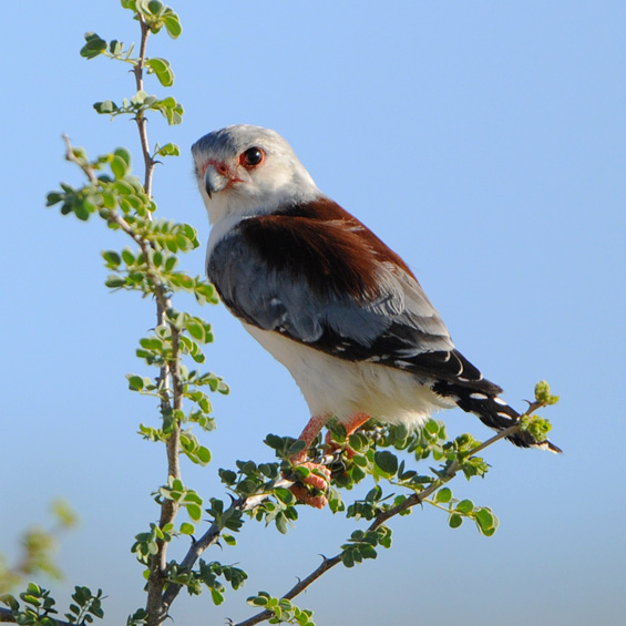Pygmy Falcon (Polihierax semitorquatus), adult.