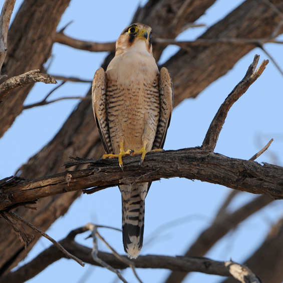 Red-headed Falcon (Falco chicquera), adult.