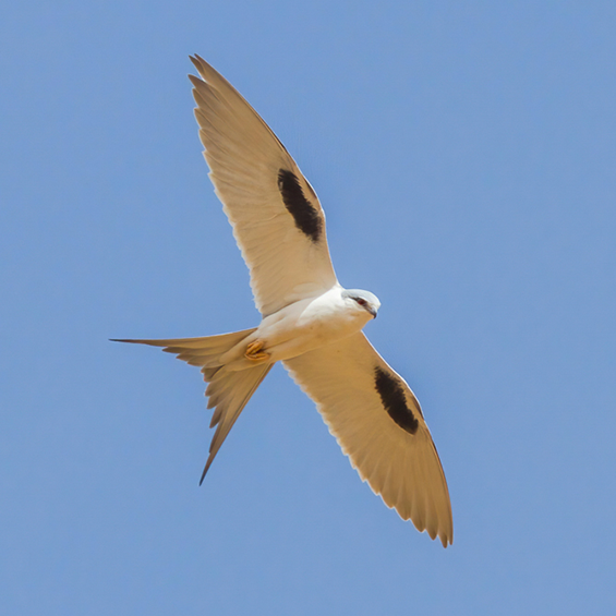 Scissor-tailed Kite (Chelictinia riocourii), by Yeray Seminario