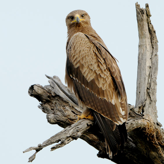 Steppe Eagle (Aquila nipalensis), juvenile.