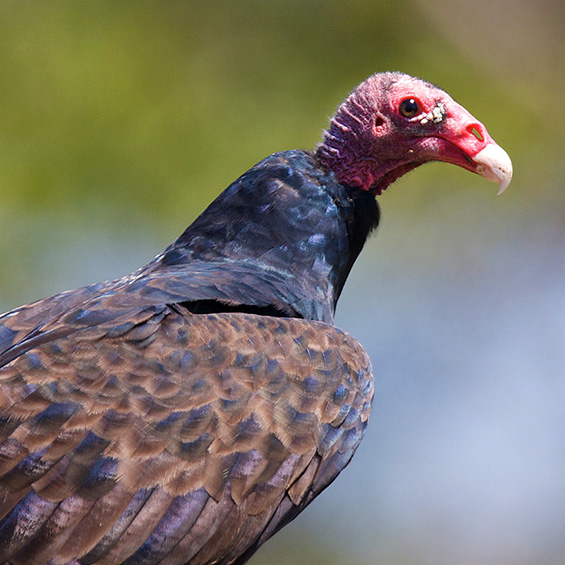 turkey-vulture-adult-meridionalis-by-s-seipke.jpg