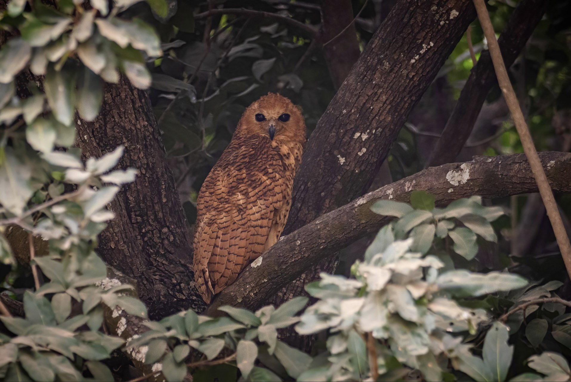 Pel's Fish Owl (Scotopelia peli), Yeray Seminario