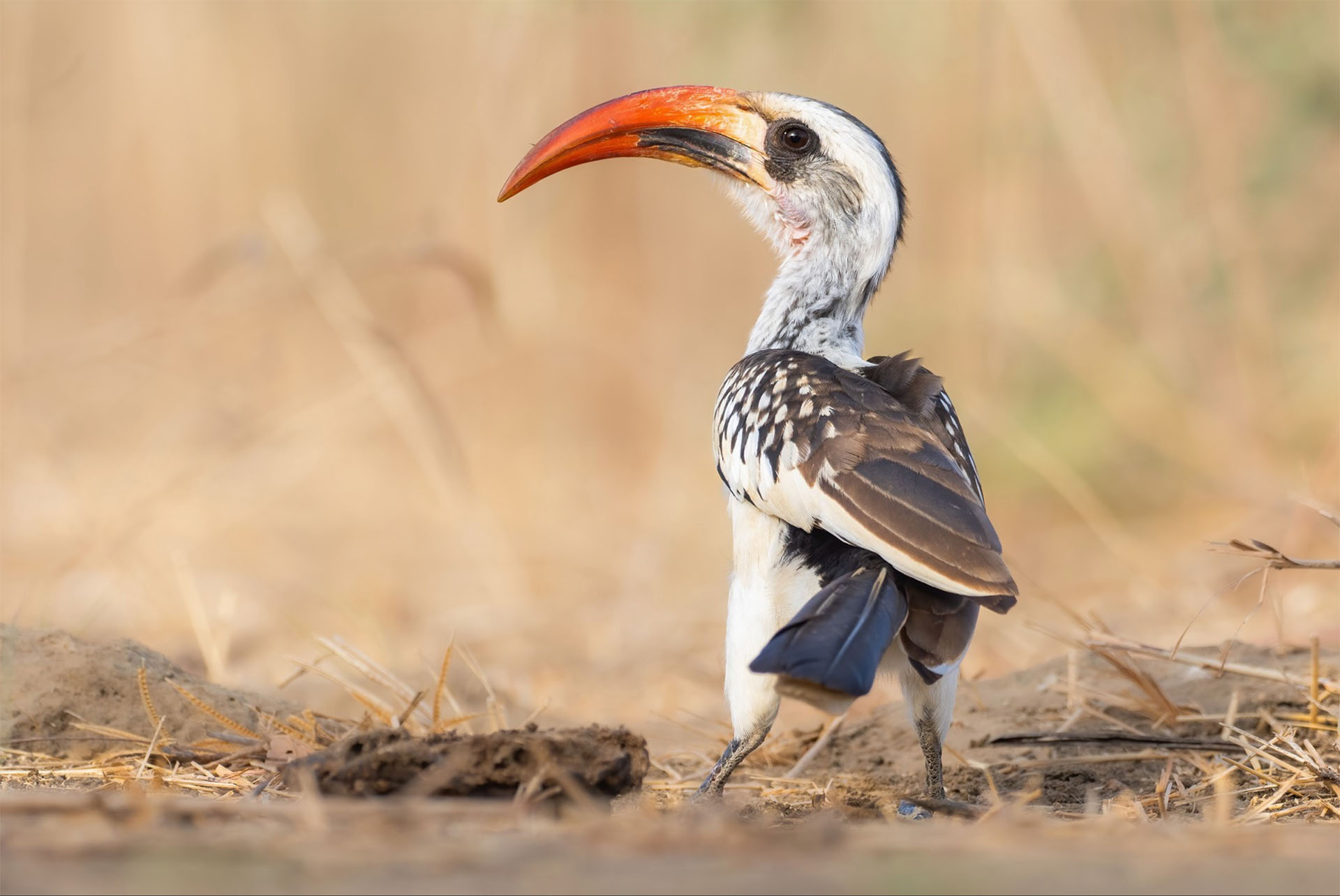 Western Red-billed Hornbill (Tockus kempi), Yeray Seminario