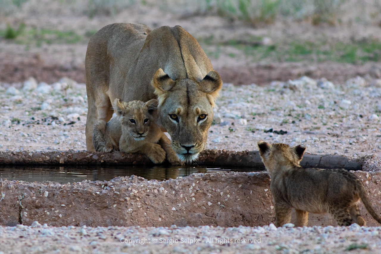 Lions at the waterhole in Kgalagadi, by Sergio Seipke