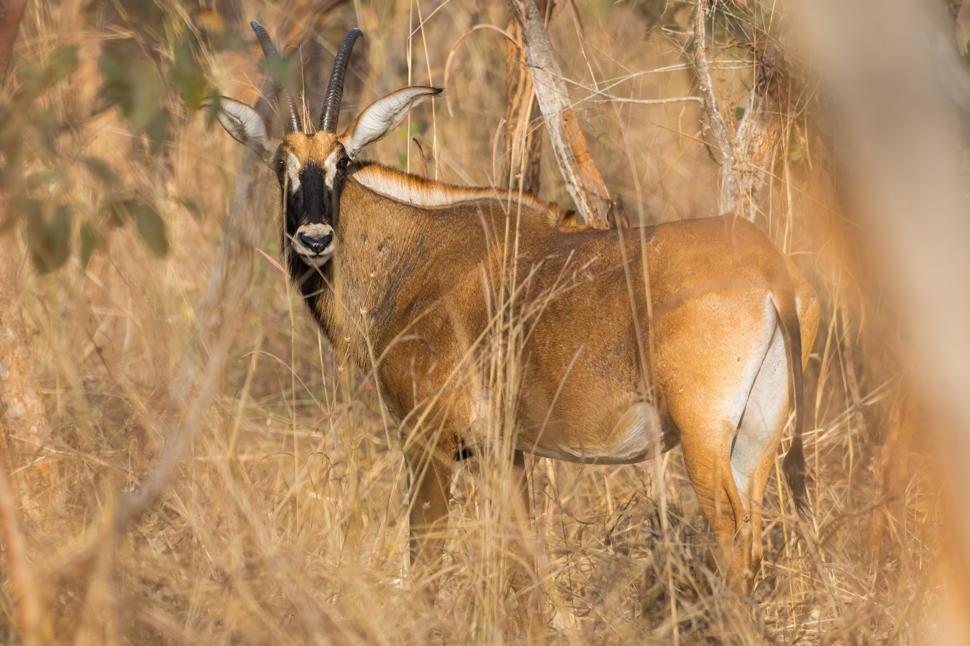 Roan Antelope, by Yeray Seminario