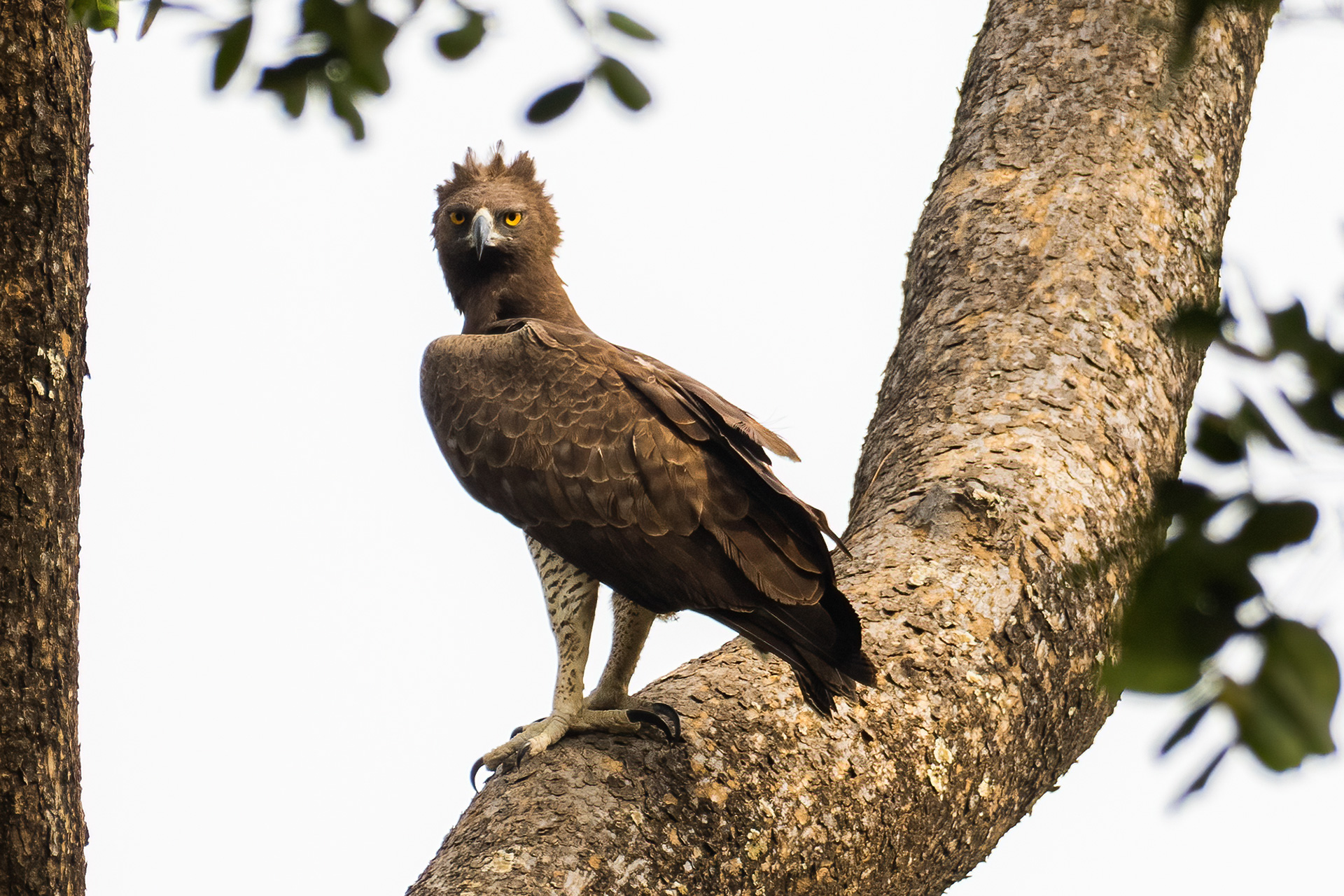 Martial Eagle, by Yeray Seminario