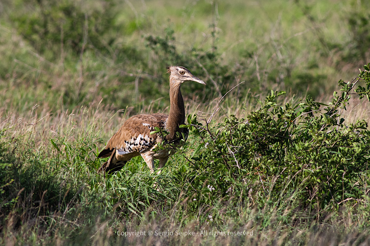 Kori Bustard by Sergio Seipke