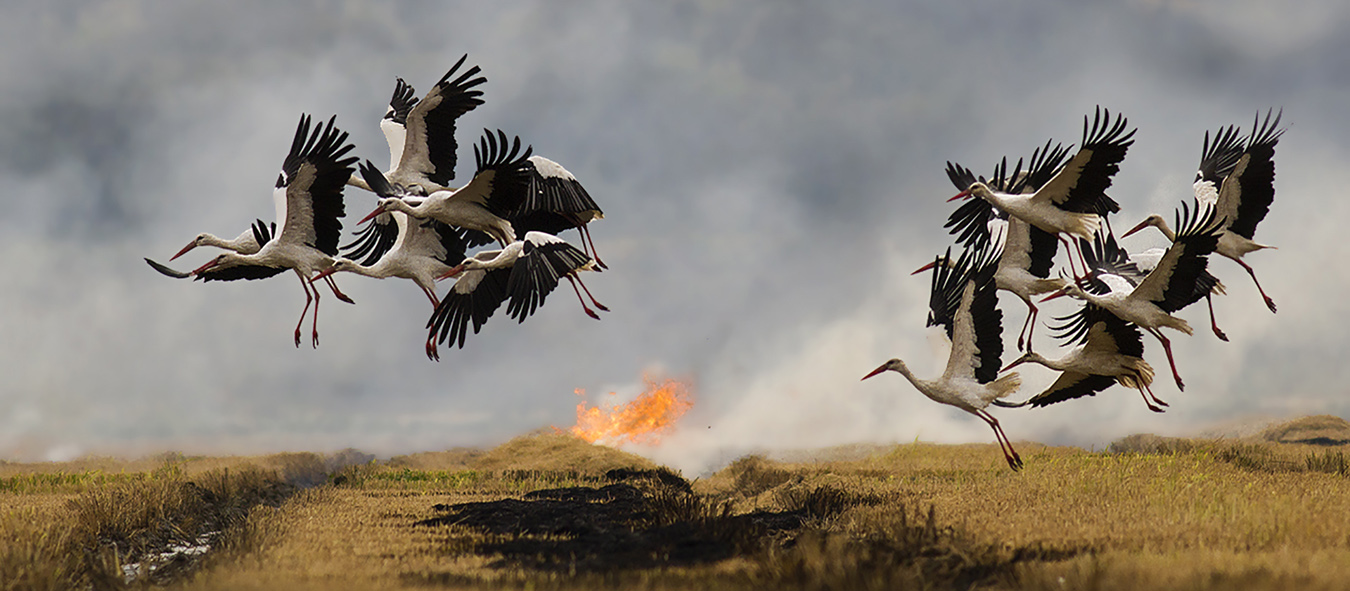 European Storks in La Janda, by Javi Elorriaga