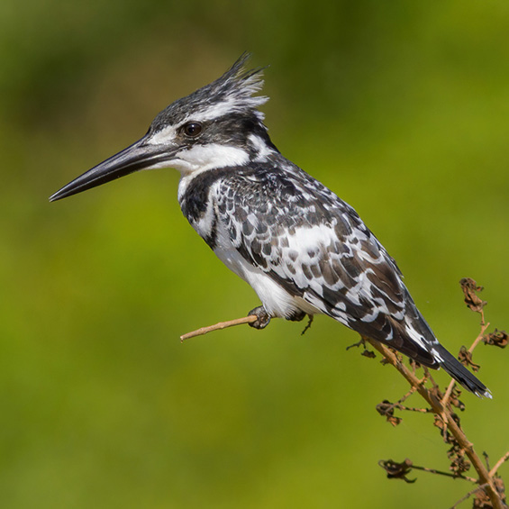 Pied Kingfisher (Ceryle rudis), by Yeray Seminario