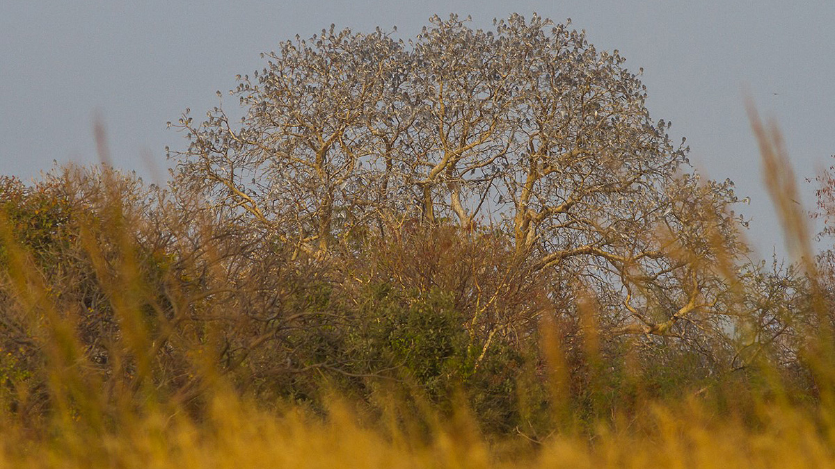 Scissor-tailed Kite roost at Kousmar Island, Senegal, by Yeray Seminario.