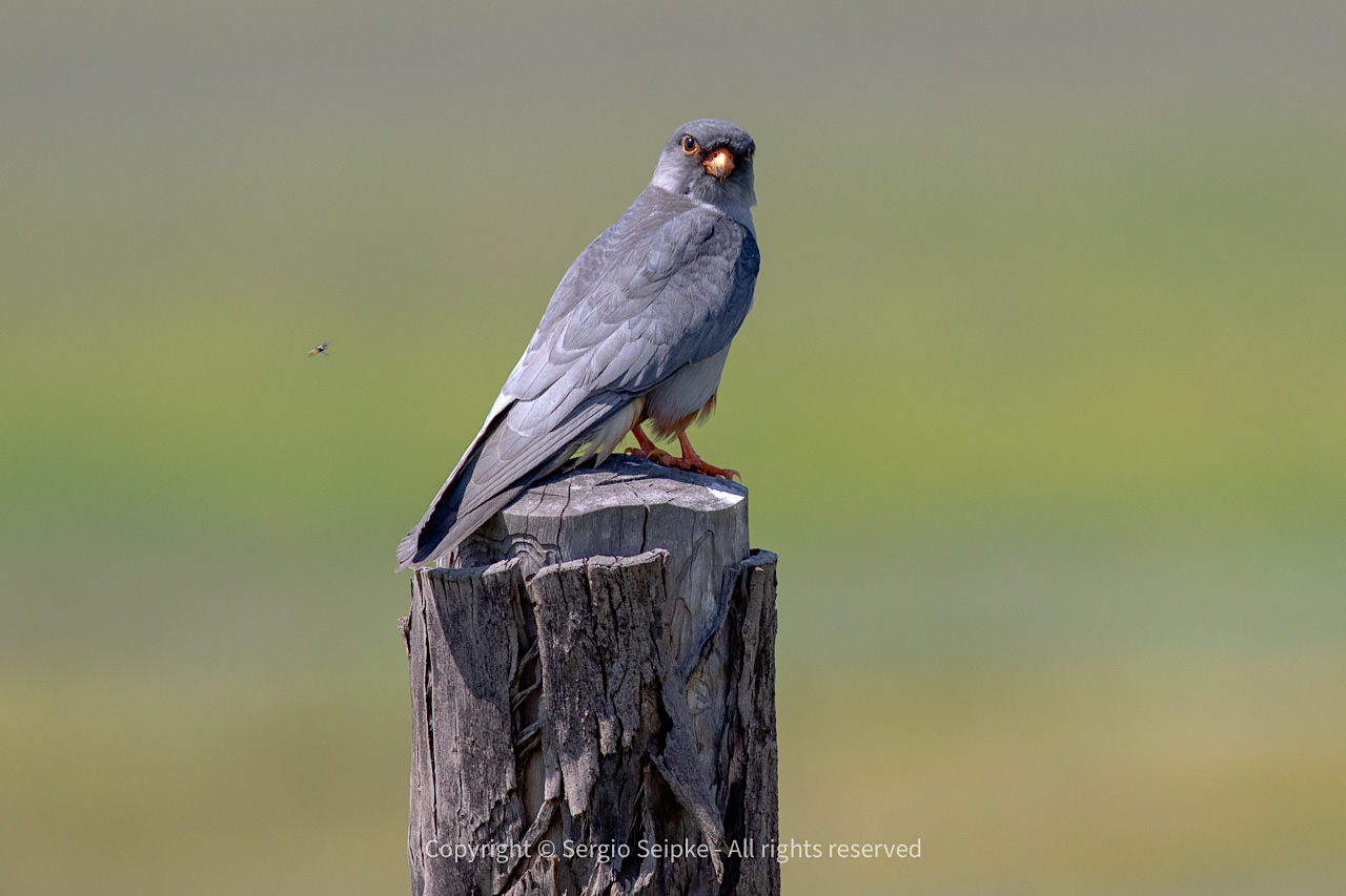 Amur Falcon (Falco amurensis), adult male by Sergio Seipke