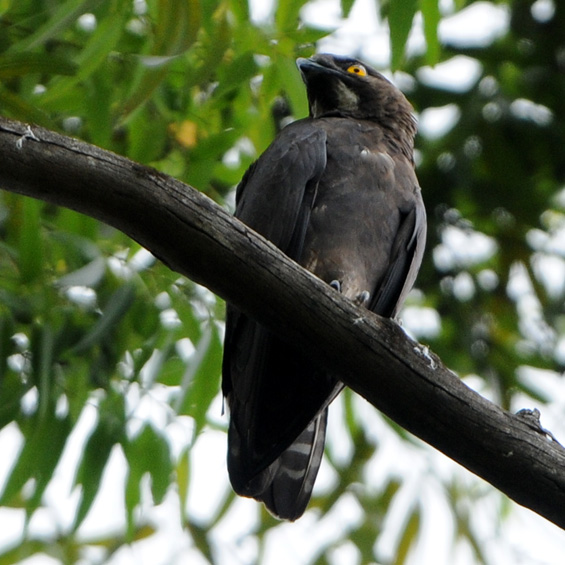 Bat Hawk (Macheiramphus alcinus), adult.