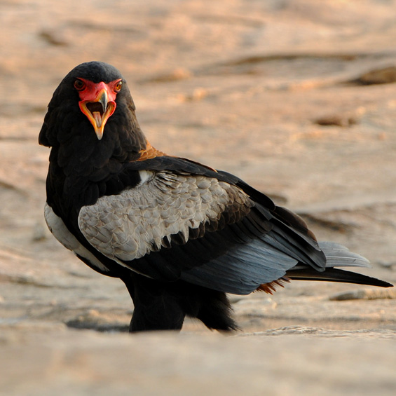 Bateleur (Terathopius ecaudatus), adult.