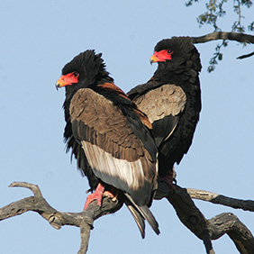 Bateleur pair, by Bill Clark