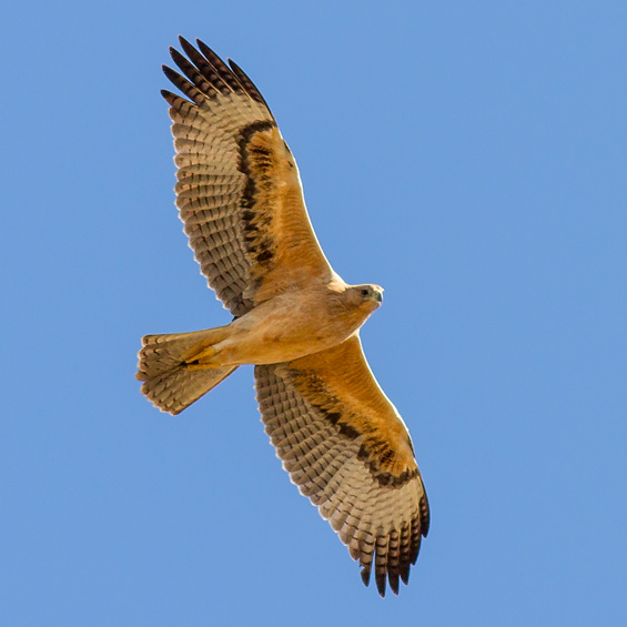 Bonelli's Eagle (Aquila fasciata), juvenile by Javi Elorriaga
