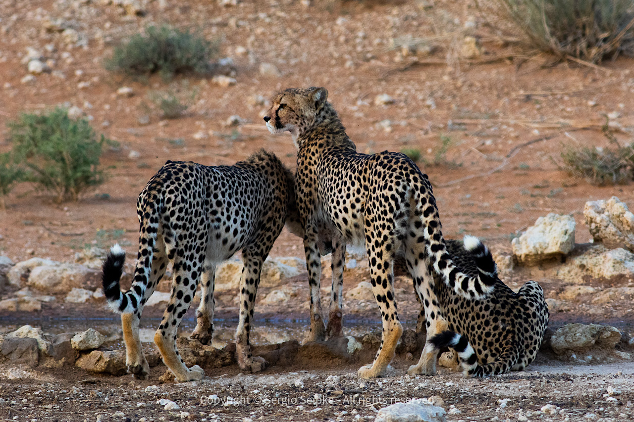 Cheetahs at the waterhole in Kgalagadi, by Sergio Seipke