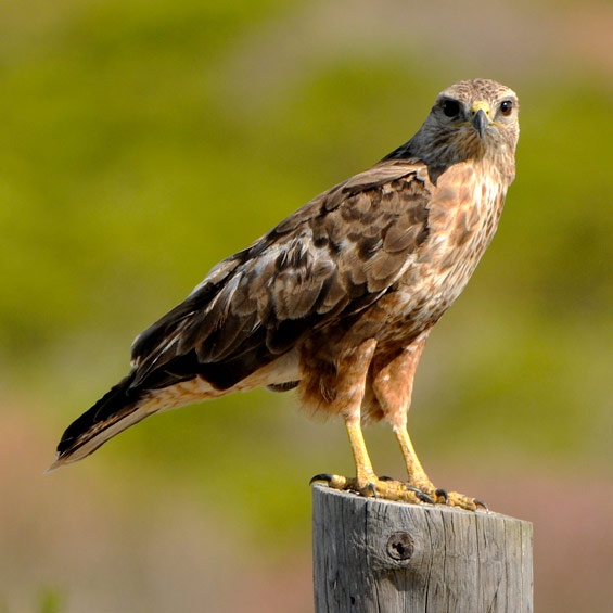 Forest Buzzard (Buteo trizonatus), adult.