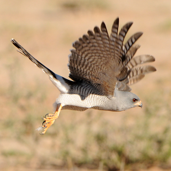 Gabar Goshawk (Micronisus gabar), adult.