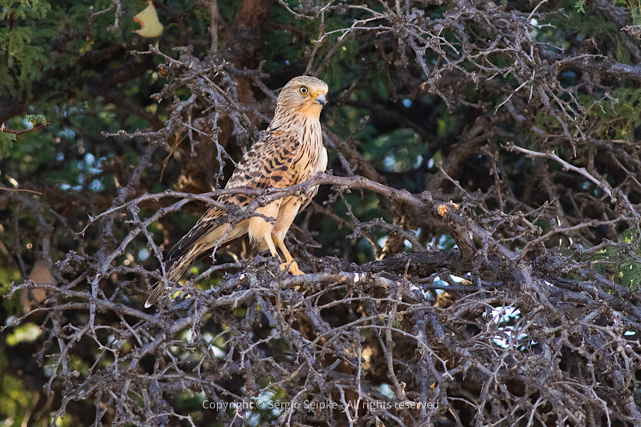 Greater Kestrel (Falco rupicoloides), adult by Sergio Seipke