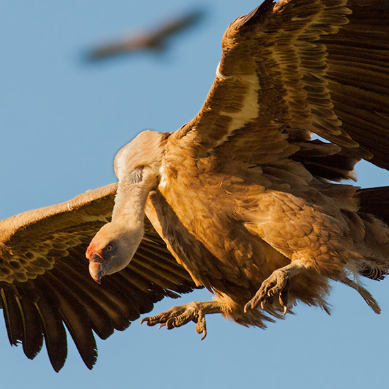 Griffon Vulture (Gyps fulvus), by Javi Elorriaga.
