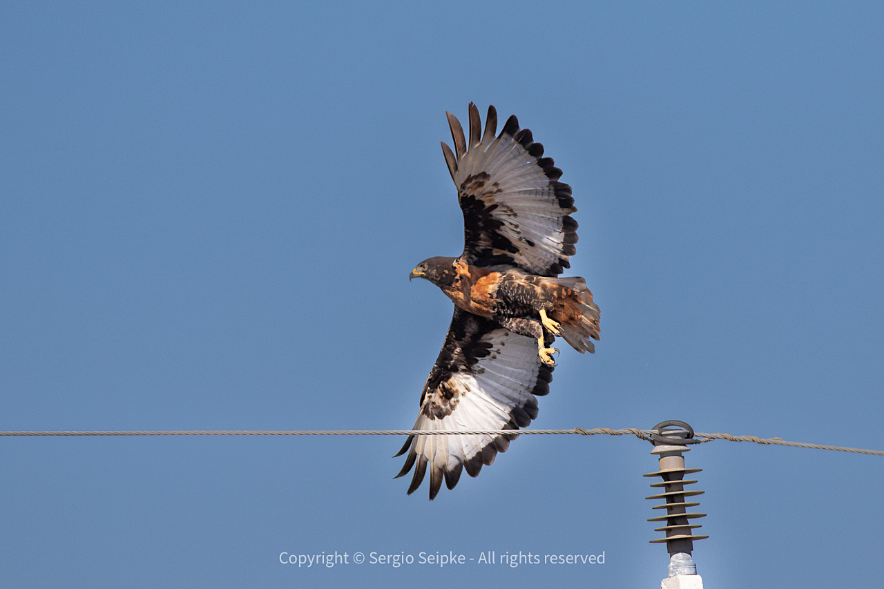 Jackal Buzzard (Buteo rufofuscous), adult by Sergio Seipke