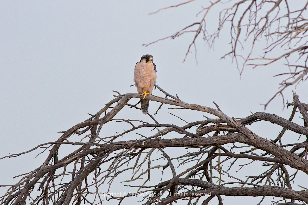 Lanner Falcon (Falco biarmicus), adult by Sergio Seipke