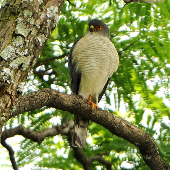 Little Sparrowhawk (Accipiter minullus), adul.