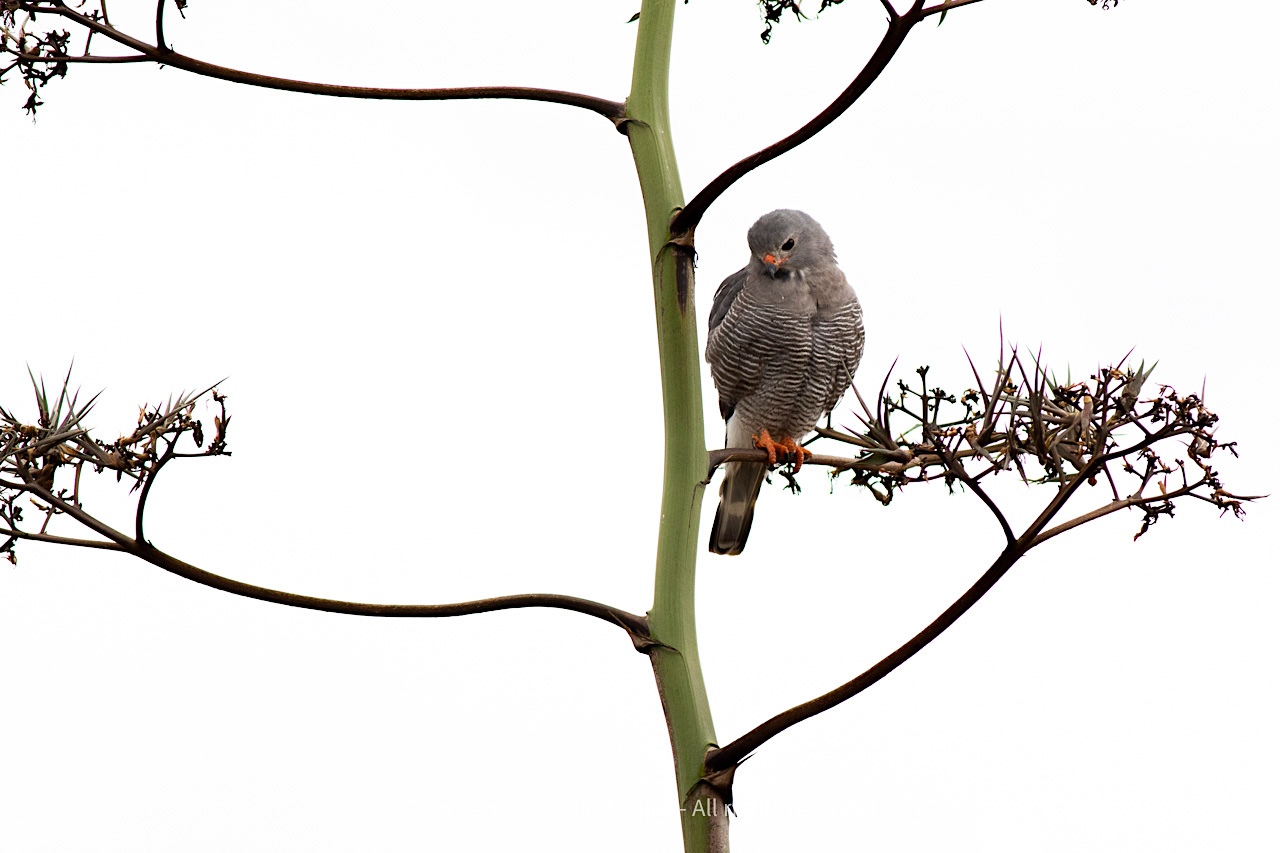 Lizzard Buzzard (Kaupifalco monogramicus), adult by Sergio Seipke