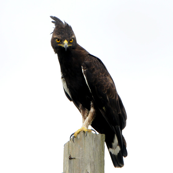 Long-crested Eagle (Lophaetus occipitalis), adult.