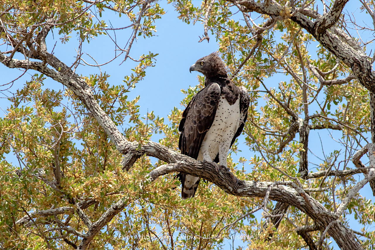 Martial Eagle (Polemaetus bellicosus), adult by Sergio Seipke