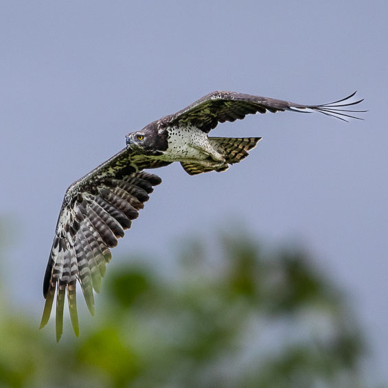 Martial Eagle, adult (Polemaetus bellicosus), by Sergio Seipke