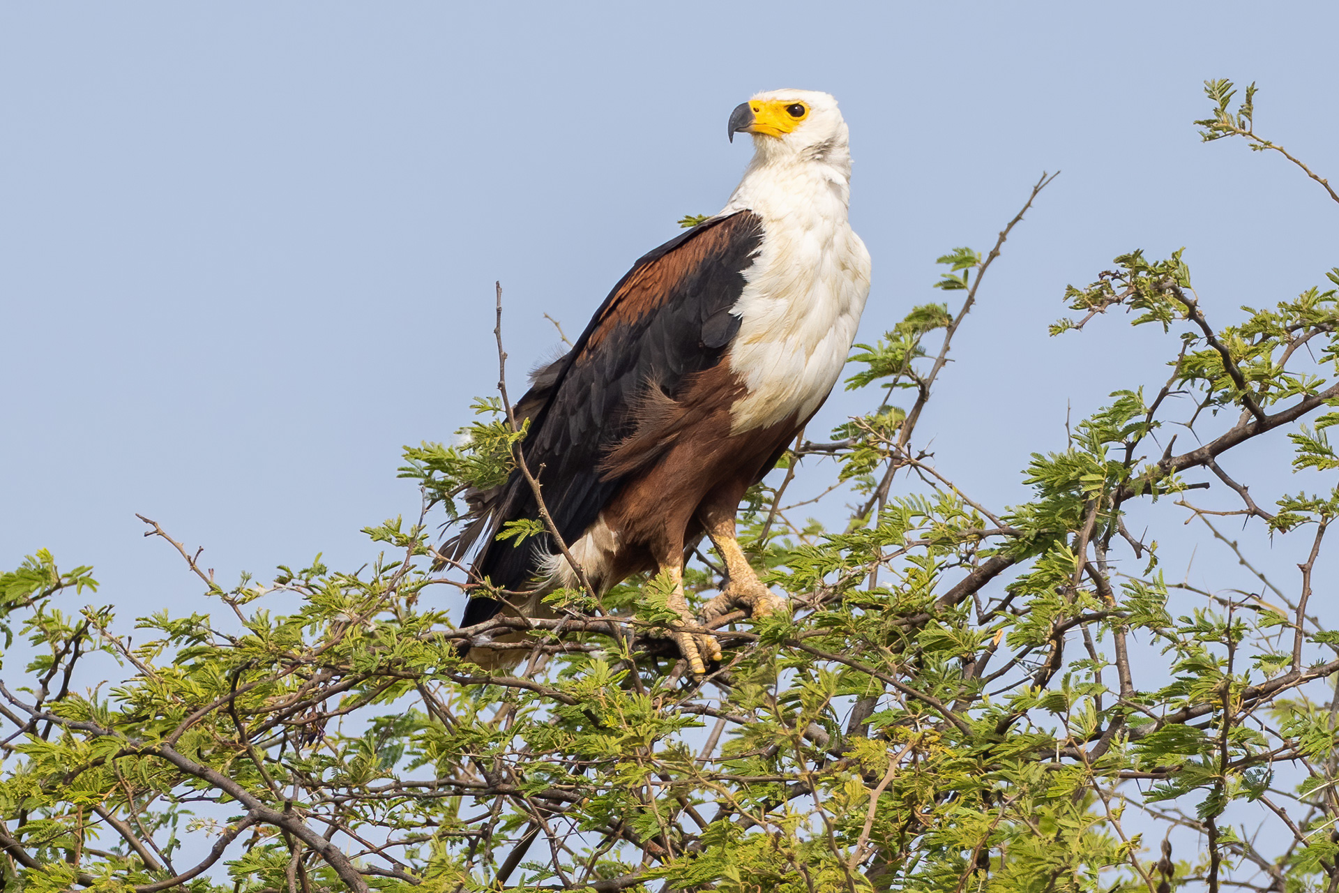 African Fish-Eagle, by Yeray Seminario