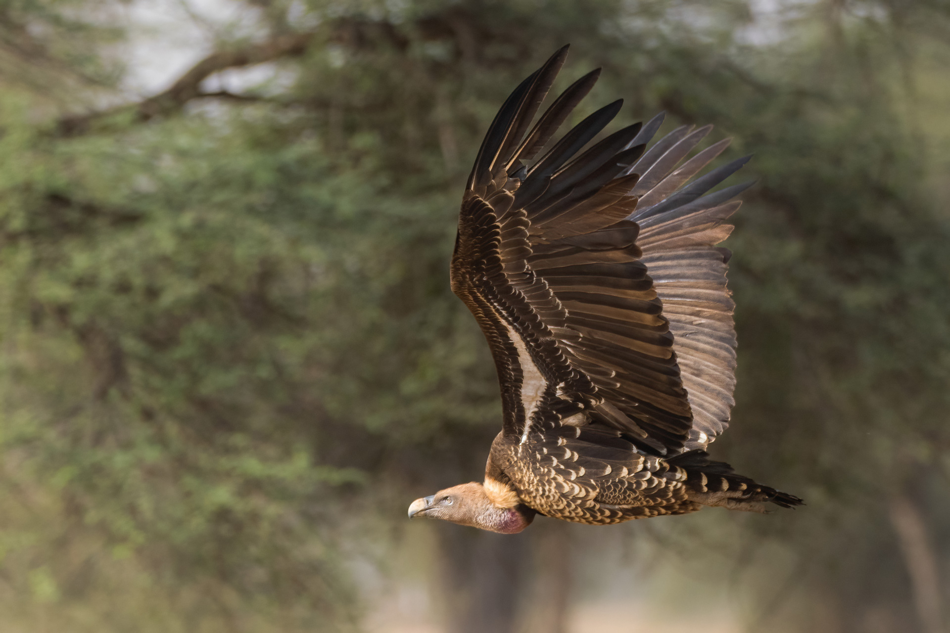 Rupppell's Vulture, by Yeray Seminario