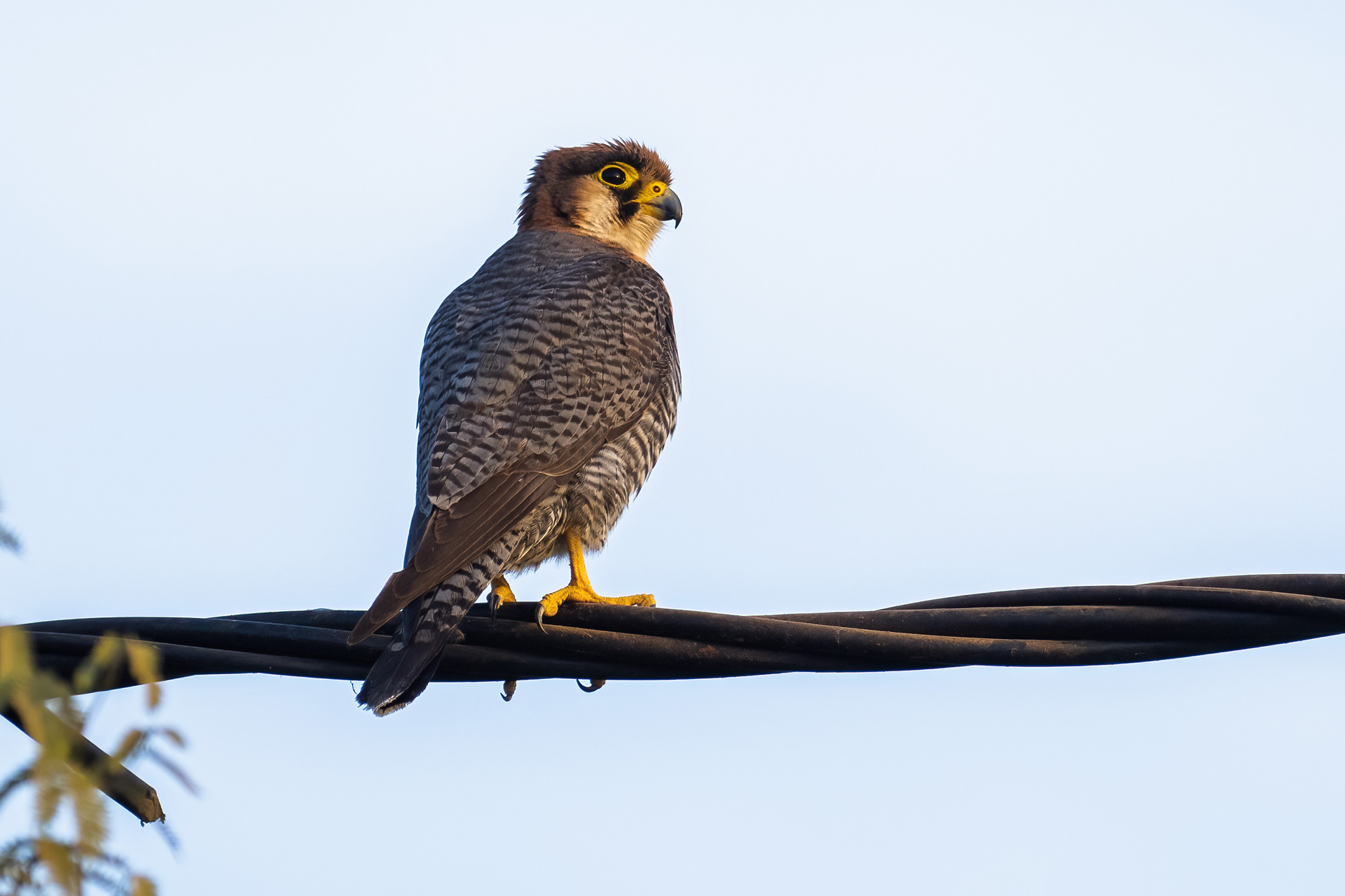 Red-necked Falcon, by Yeray Seminario