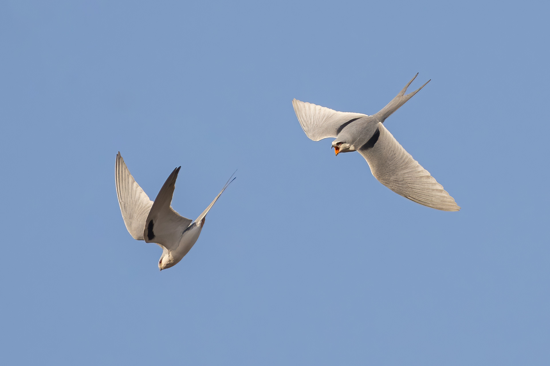 Scissor-tailed Kites