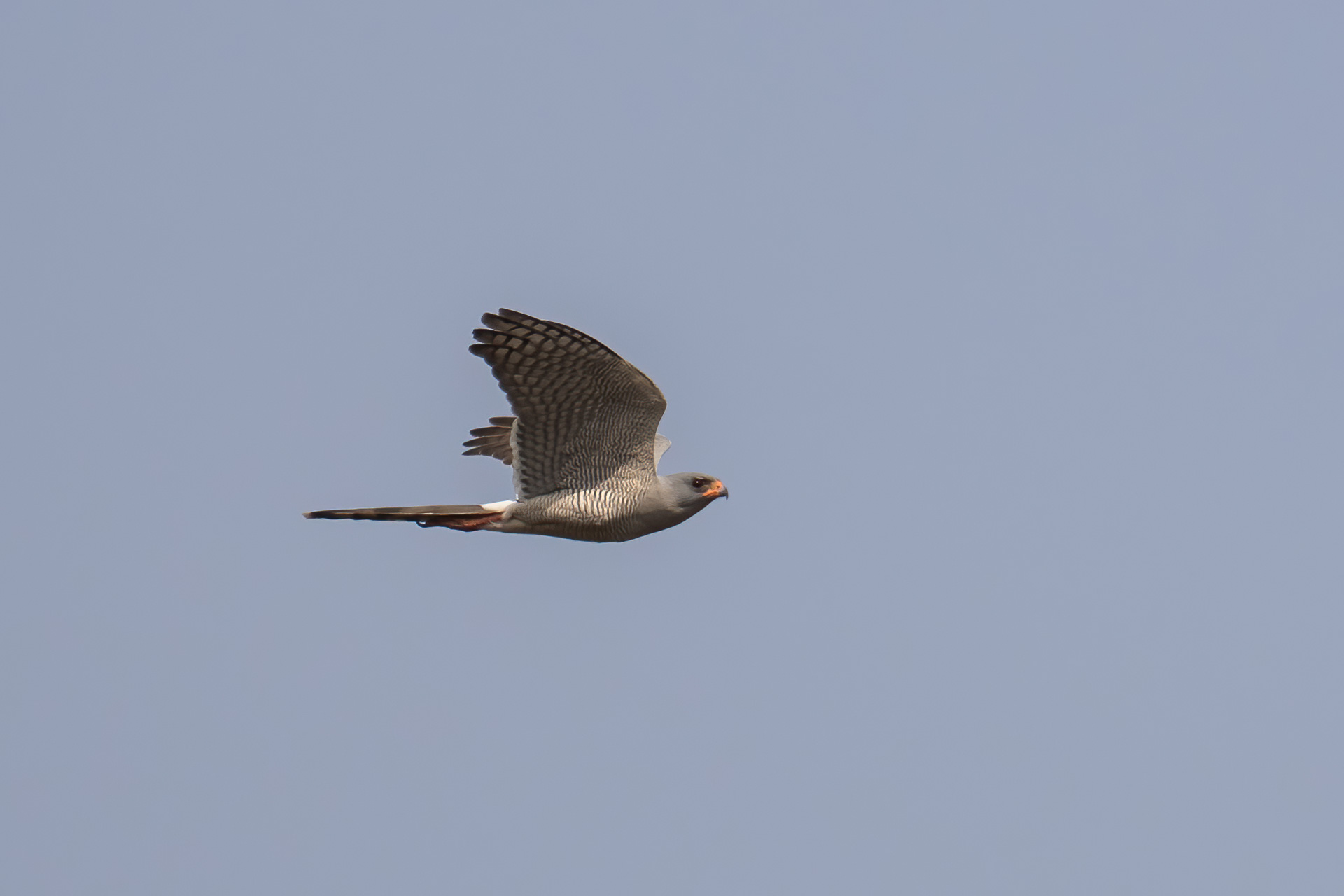 Gabar Goshawk, by Yeray Seminario