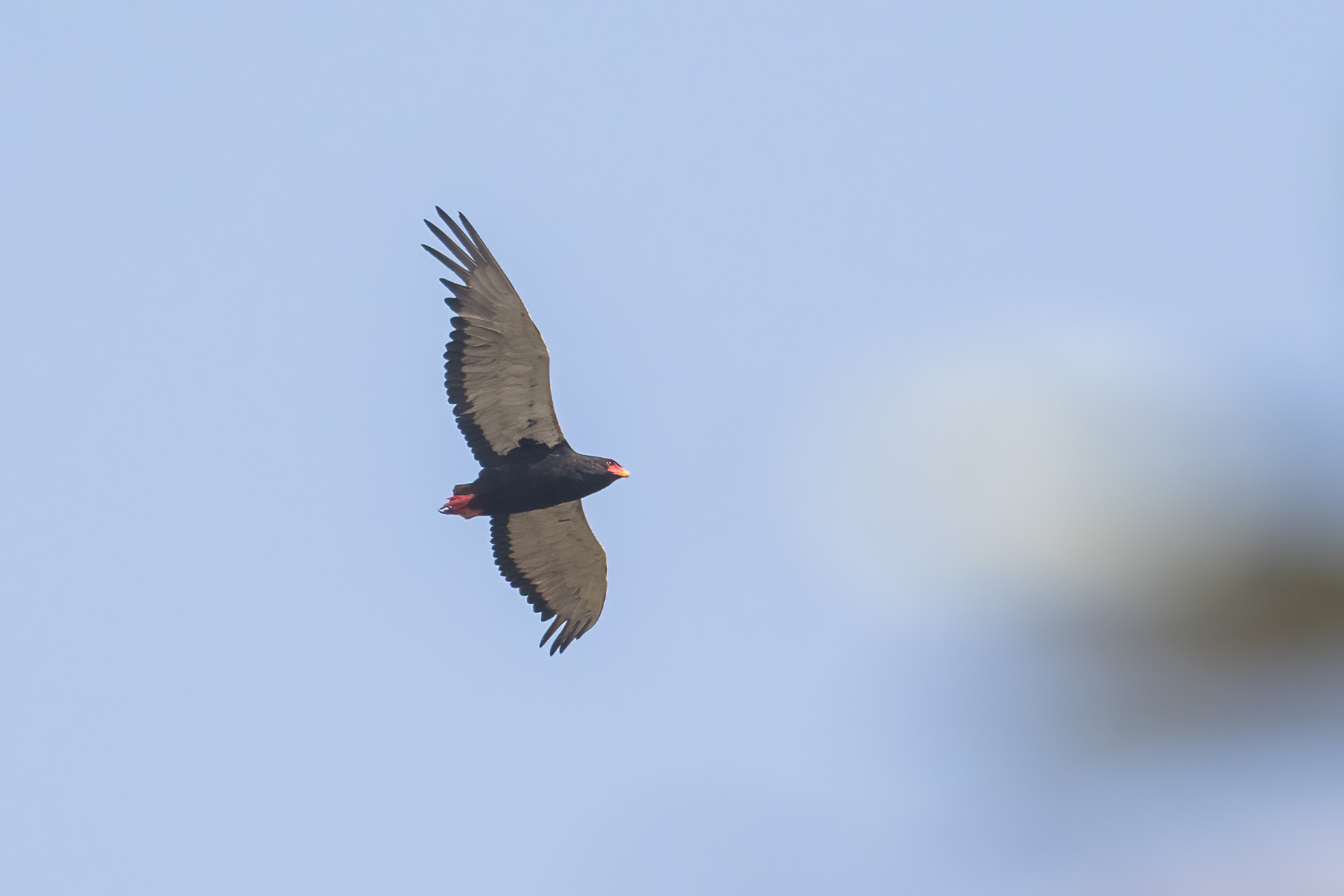 Bateleur, by Yeray Seminario