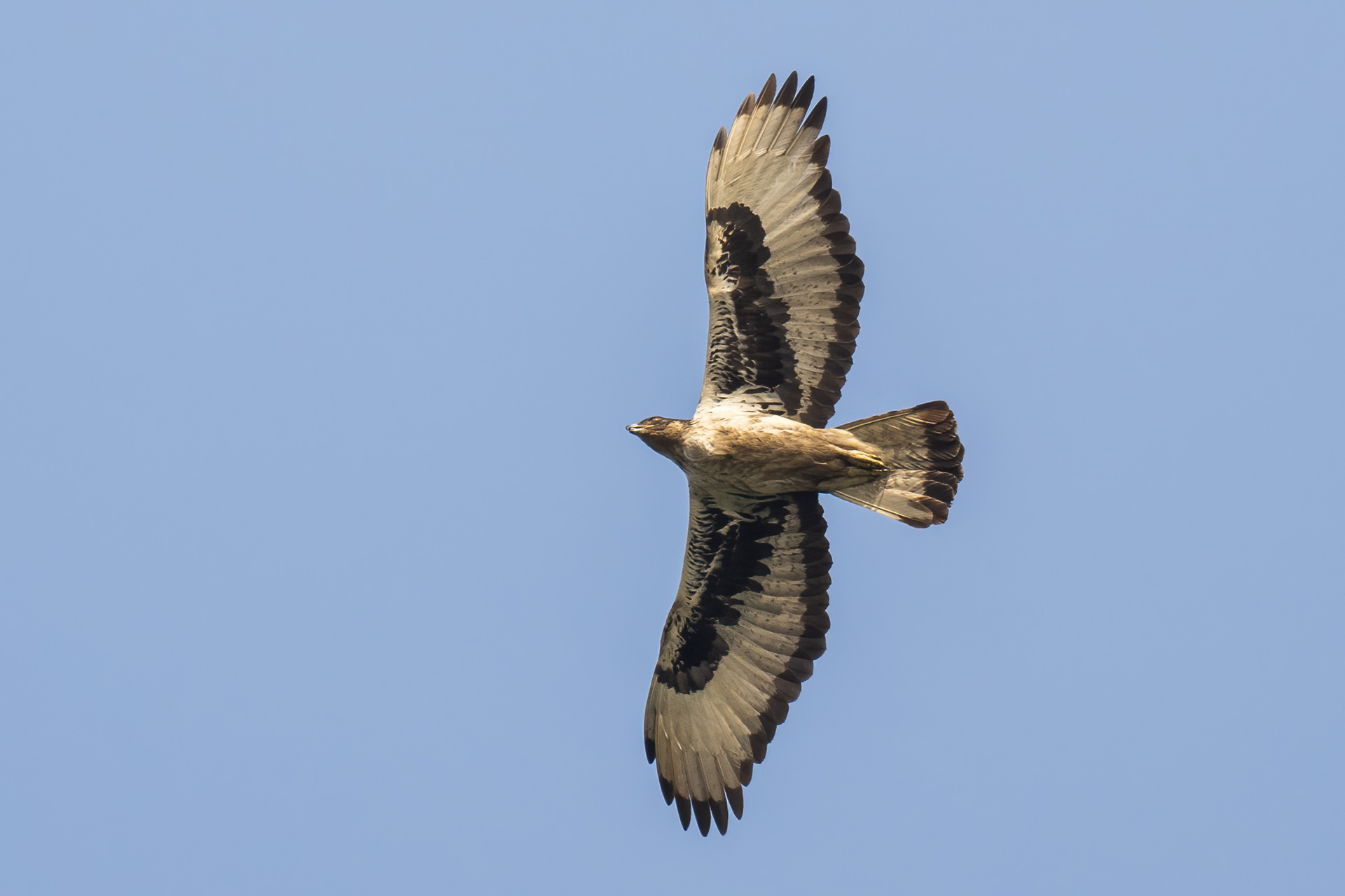 African Hawk-Eagle, by Yeray Seminario