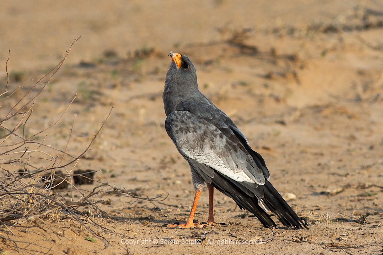 Pale Chanting Goshawk (Melierax canorus)