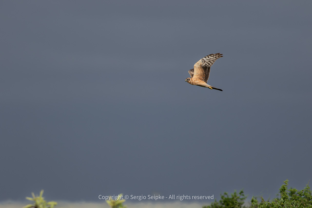 Pallid Harrier (Circus macrourus), juvenile female by Sergio Seipke