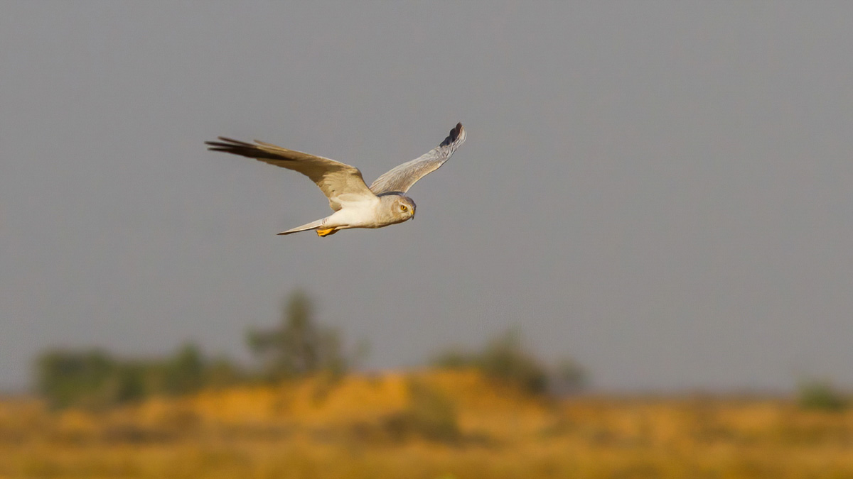 Pallid Harrier (Circus macrourus), by Yeray Seminario