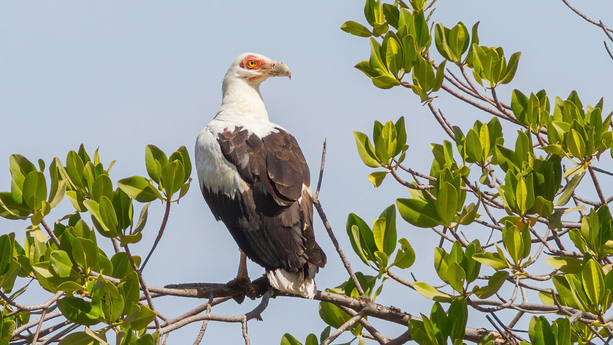 Palmnut Vulture, by Yeray Seminario