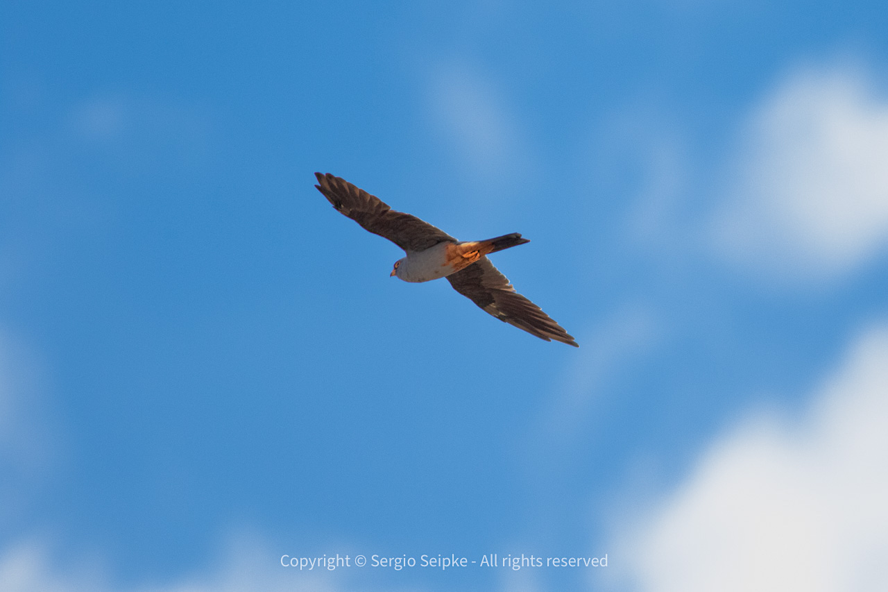 Red-footed Falcon (Falco vespertinus), adult male by Sergio Seipke