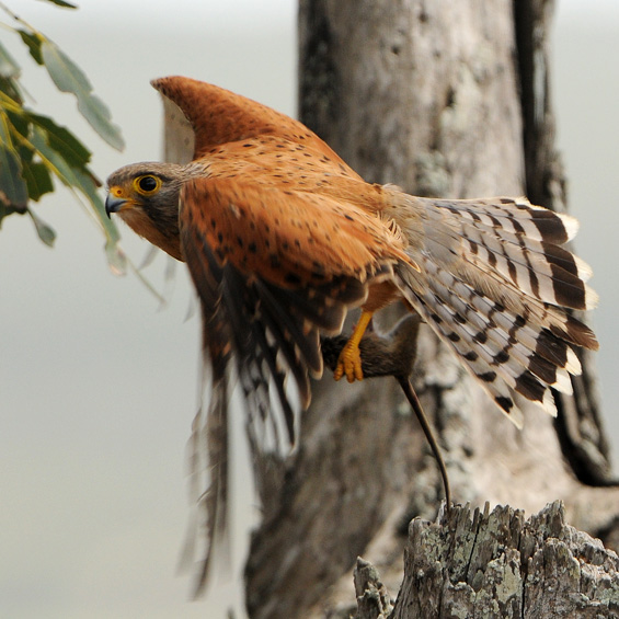 Rock Kestrel (Falco rupicolus), adult.