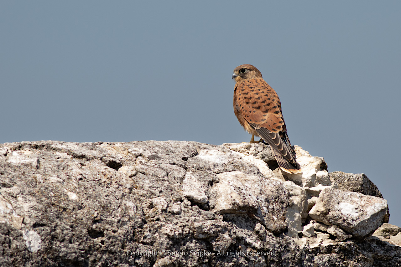 Rock Kestrel (Falco rupicolus), juvenile by Sergio Seipke