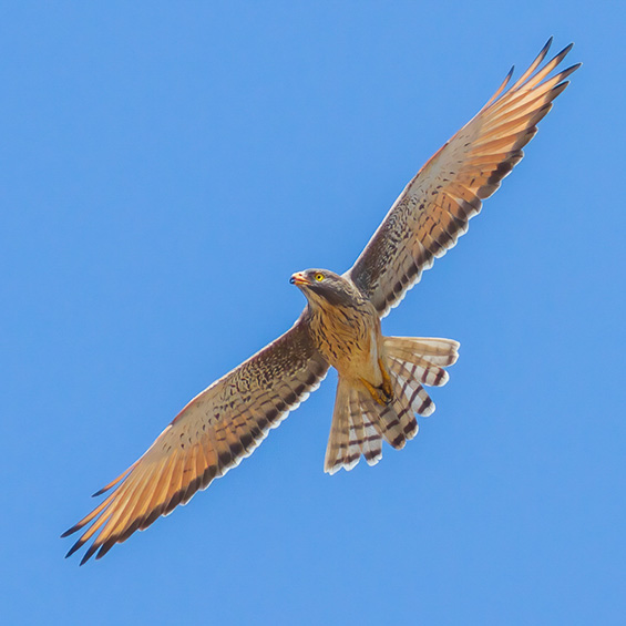 Forest Buzzard (Buteo trizonatus), adult.