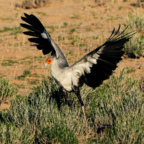 Secretarybird (Sagittarius serpentarius), adult.